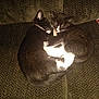 Bumper And Thumper is registered to the contest to win money with this photo: adorable, animal, cat, close_up, companion, couch, cozy, cute, domestic_cat, feline, fur, indoor, kitten, pet, resting, sleeping, snuggling, soft, tuxedo_cat, two_cats