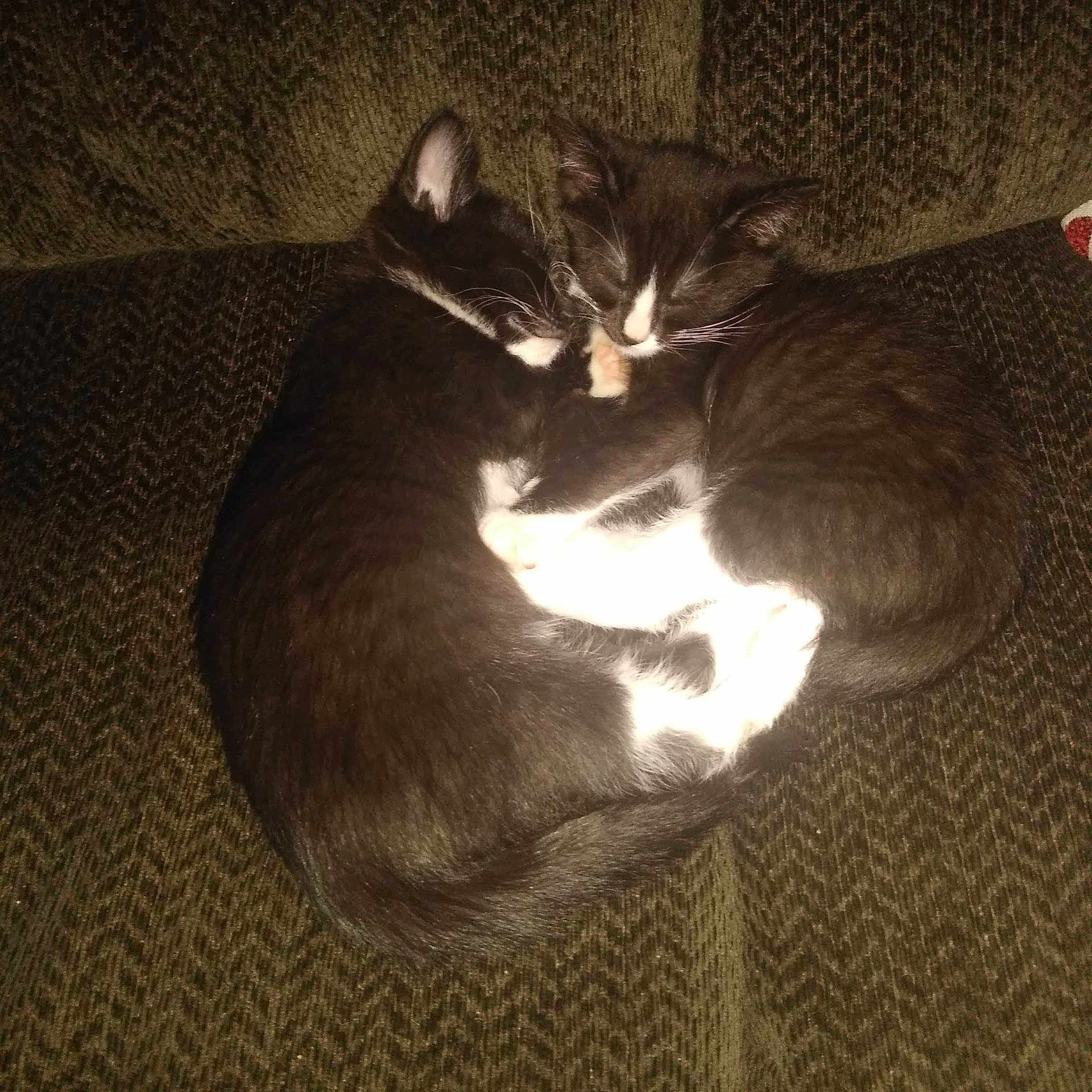 Bumper And Thumper is registered to the contest to win money with this photo: adorable, animal, cat, close_up, companion, couch, cozy, cute, domestic_cat, feline, fur, indoor, kitten, pet, resting, sleeping, snuggling, soft, tuxedo_cat, two_cats