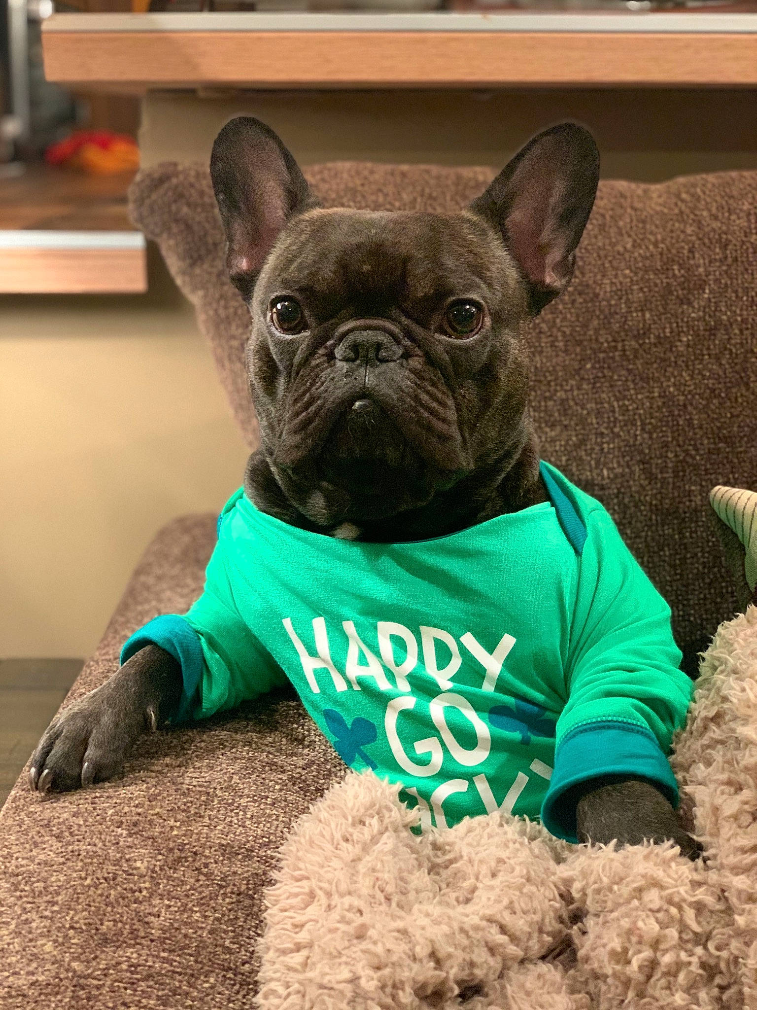 Odin is registered to the contest to win money with this photo: bulldog, canidae, carnivore, companion_dog, dog, dog_breed, dog_clothes, dog_collar, fawn, french_bulldog, mammal, non_sporting_group, pug, puppy, snout, toy_bulldog, vertebrate