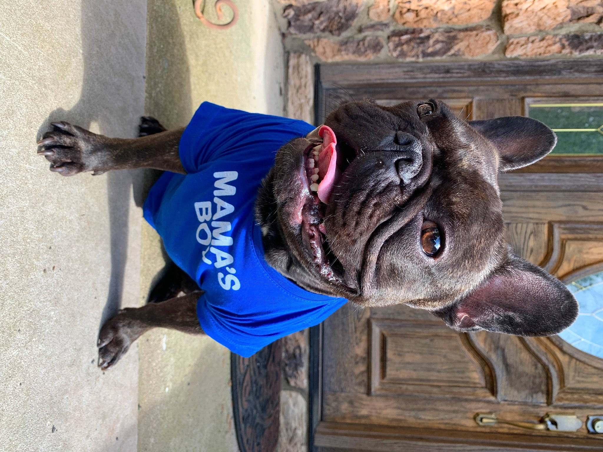 Odin joined the competition — help win amazing prizes! fish, snout, vertebrate