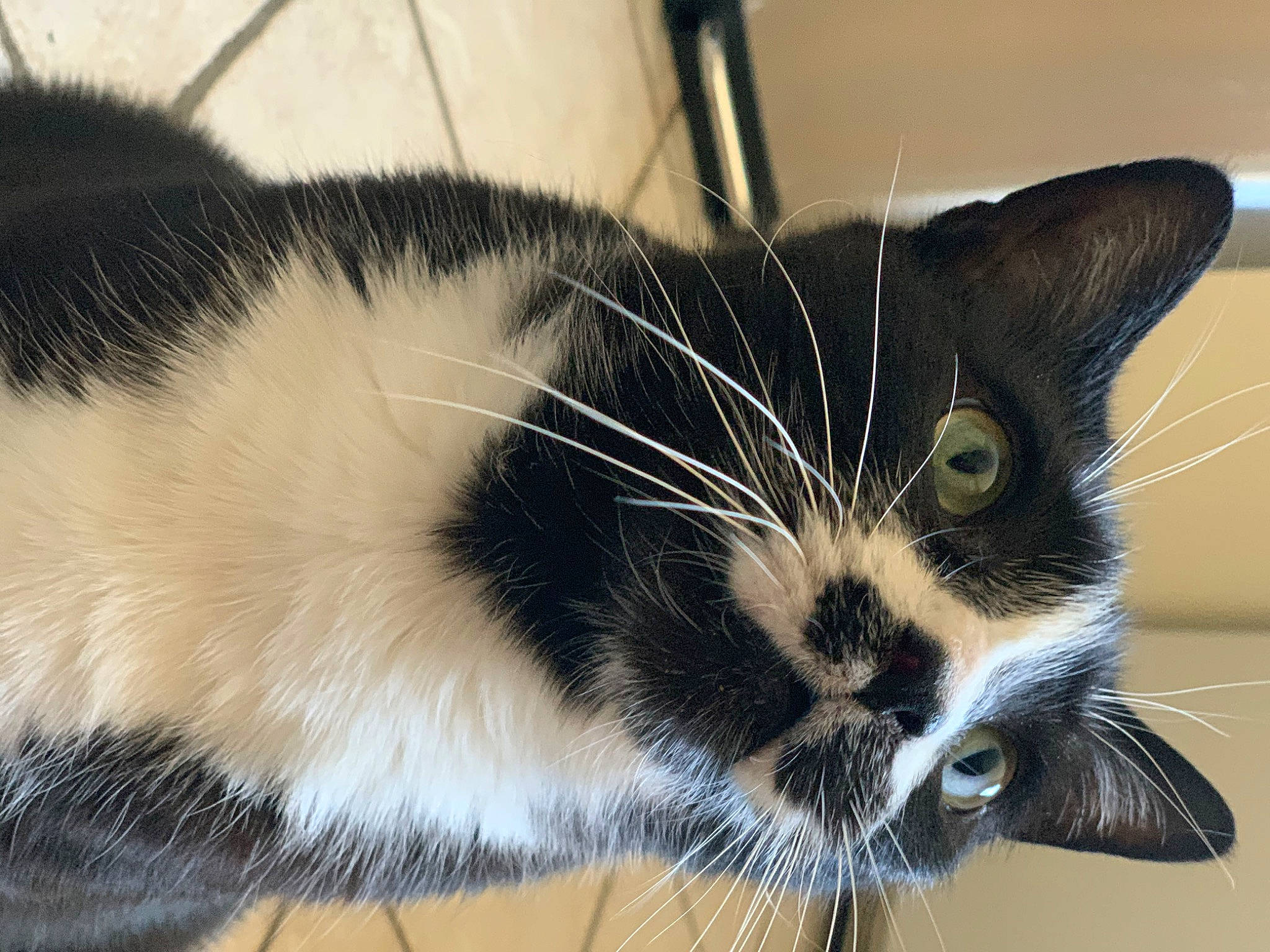 Cornelius is registered to the contest to win money with this photo: carnivore, cat, claw, domestic_short_haired_cat, european_shorthair, eye, felidae, fur, nose, small_to_medium_sized_cats, snout, tail, whiskers