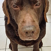 Junior participe au concours pour gagner de l'argent avec cette photo : dog, brown_dog, pet, animal, indoors, tiled_floor, close_up, looking_up, floor, broom, fur, canine, companion, domestic_animal, sitting, face, ears, snout, paws, expression