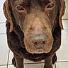 dog, brown_dog, pet, animal, indoors, tiled_floor, close_up, looking_up, floor, broom, fur, canine, companion, domestic_animal, sitting, face, ears, snout, paws, expression