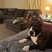Harlem joined the competition — help win amazing prizes! dog, brindle, ears, blanket, living_room, sofa, pillow, plush_toy, lamp, carpet, curtains, table, decor, furniture, pet, indoor, cozy, brown, white, curious