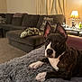 dog, brindle, ears, blanket, living_room, sofa, pillow, plush_toy, lamp, carpet, curtains, table, decor, furniture, pet, indoor, cozy, brown, white, curious