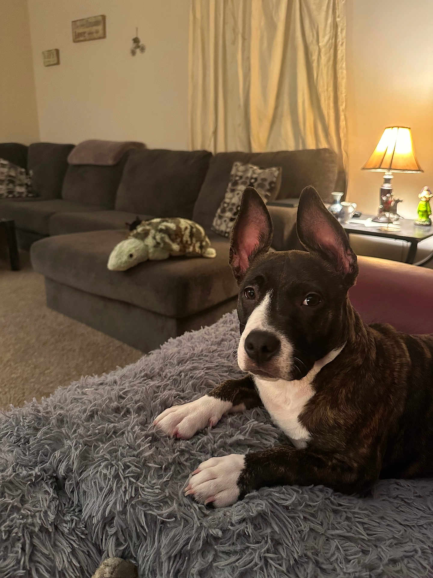 Harlem joined the competition — help win amazing prizes! dog, brindle, ears, blanket, living_room, sofa, pillow, plush_toy, lamp, carpet, curtains, table, decor, furniture, pet, indoor, cozy, brown, white, curious