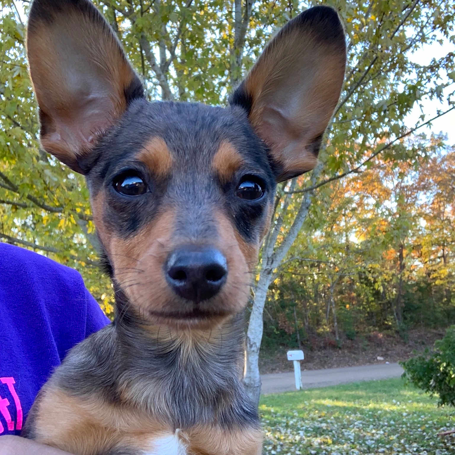 Zoey joined the competition — help win amazing prizes! canidae, carnivore, chihuahua, companion_dog, dog, dog_breed, english_toy_terrier, fawn, mammal, miniature_pinscher, prazsky_krysarik, puppy, rare_breed_dog, russkiy_toy, snout, toy_dog, vertebrate, whiskers, working_dog