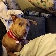Stripes is registered to the contest to win money with this photo: animal, blanket, brown_dog, collar, companion, couch, cozy, dog, domestic, ears, fur, furniture, home, indoor, looking, mammal, pet, pillow, relaxing, seated