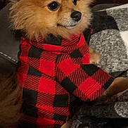 Bella joined the competition — help win amazing prizes! dog, pomeranian, pet, animal, fur, red_clothing, checkered_pattern, couch, blanket, indoor, closeup, cute, small_dog, fluffy, portrait, sitting, attentive, cozy, warm, furniture