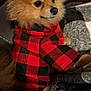 dog, pomeranian, pet, animal, fur, red_clothing, checkered_pattern, couch, blanket, indoor, closeup, cute, small_dog, fluffy, portrait, sitting, attentive, cozy, warm, furniture