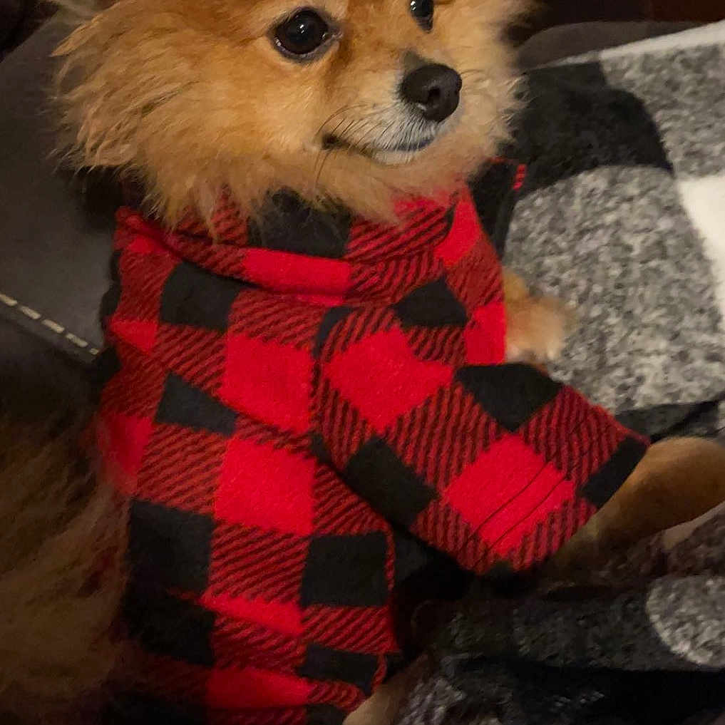 Bella joined the competition — help win amazing prizes! animal, attentive, blanket, checkered_pattern, closeup, couch, cozy, cute, dog, fluffy, fur, furniture, indoor, pet, pomeranian, portrait, red_clothing, sitting, small_dog, warm
