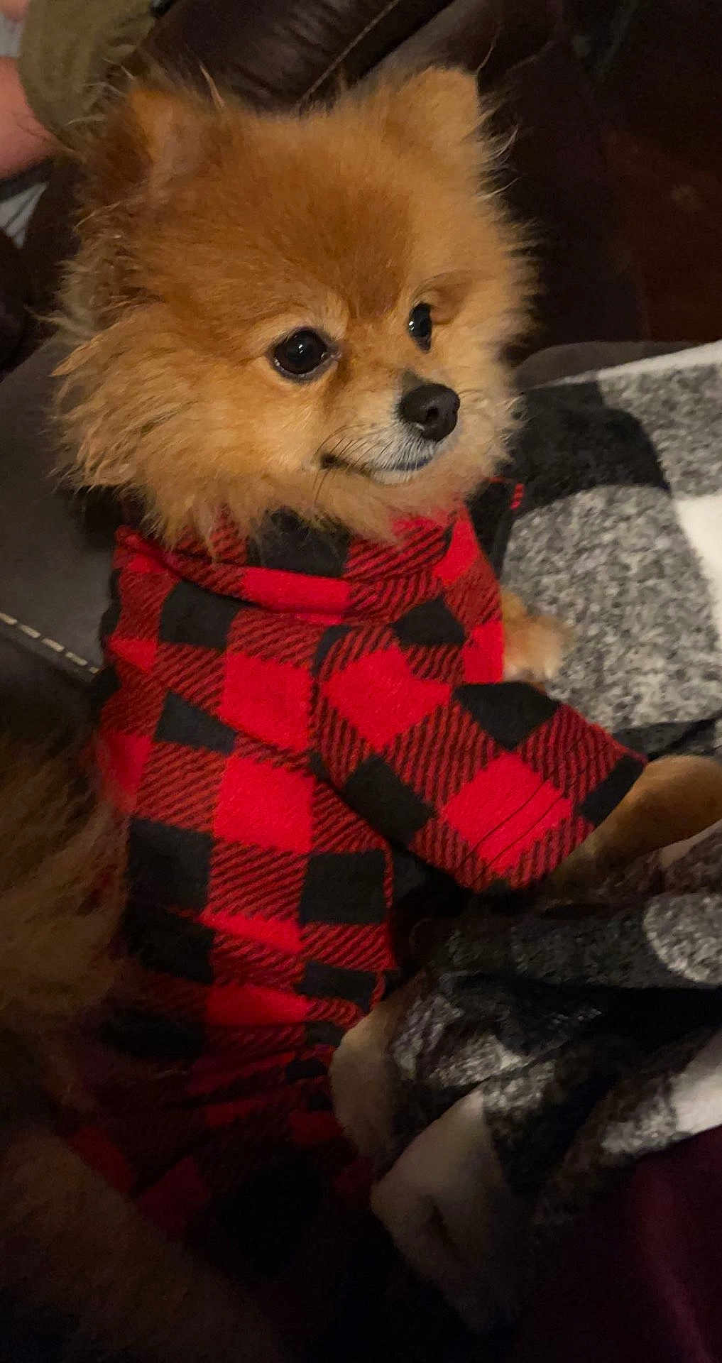 Bella joined the competition — help win amazing prizes! dog, pomeranian, pet, animal, fur, red_clothing, checkered_pattern, couch, blanket, indoor, closeup, cute, small_dog, fluffy, portrait, sitting, attentive, cozy, warm, furniture
