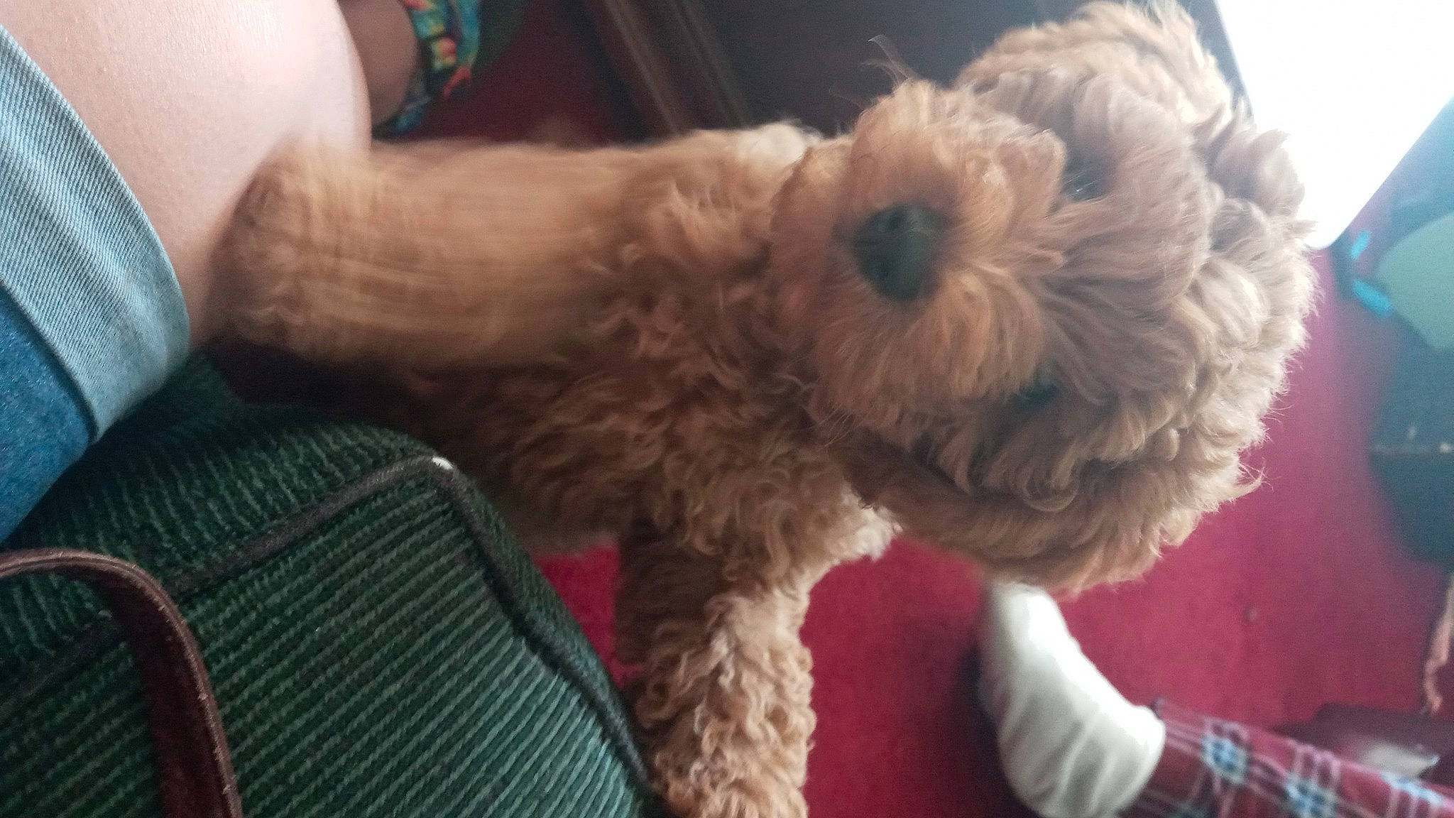 Rowdy joined the competition — help win amazing prizes! blue, carnivore, comfort, companion_dog, dog, dog_breed, dog_collar, dog_supply, fawn, glasses, labradoodle, poodle, shih_poo, small_terrier, snout, sporting_group, terrier, toy_dog, water_dog, working_animal