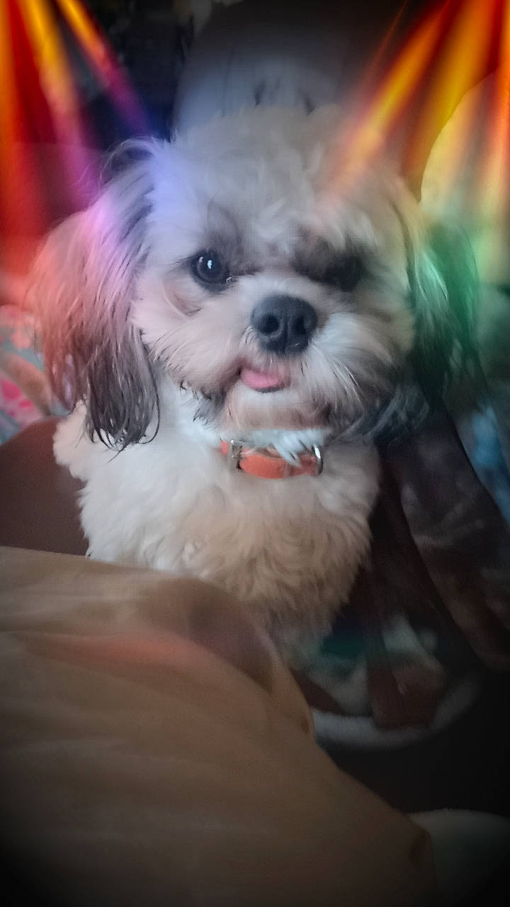 Buck joined the competition — help win amazing prizes! canidae, carnivore, cockapoo, companion_dog, dog, dog_breed, eyewear, fawn, fur, happy, maltepoo, non_sporting_group, plant, puppy, puppy_love, small_terrier, snout, sporting_group, terrier, toy_dog