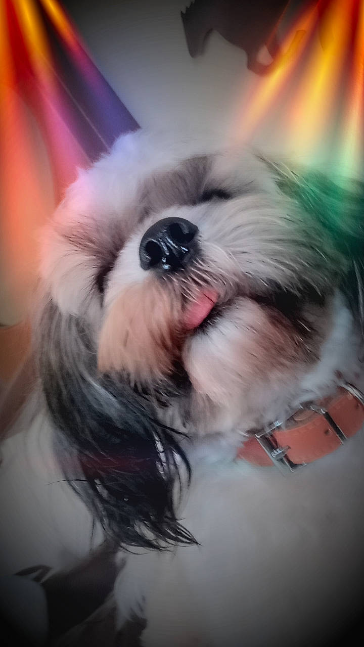 Buck is registered to the contest to win money with this photo: canidae, carnivore, companion_dog, dog, dog_breed, dog_supply, ear, eye, fawn, fur, liver, maltepoo, shih_tzu, small_terrier, snout, sporting_group, terrier, toy_dog, whiskers, working_animal