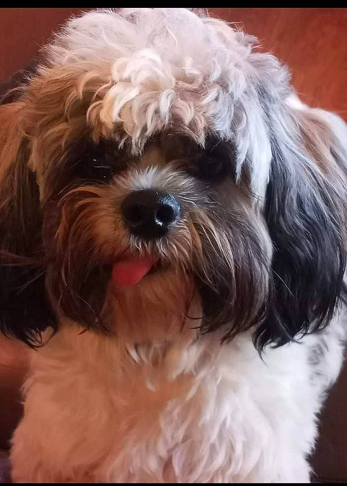 Buck is registered to the contest to win money with this photo: canidae, carnivore, companion_dog, dog, dog_breed, fur, liver, maltepoo, non_sporting_group, poodle_crossbreed, shih_poo, shih_tzu, small_terrier, snout, sporting_group, terrier, toy_dog, whiskers, working_animal, yorkipoo