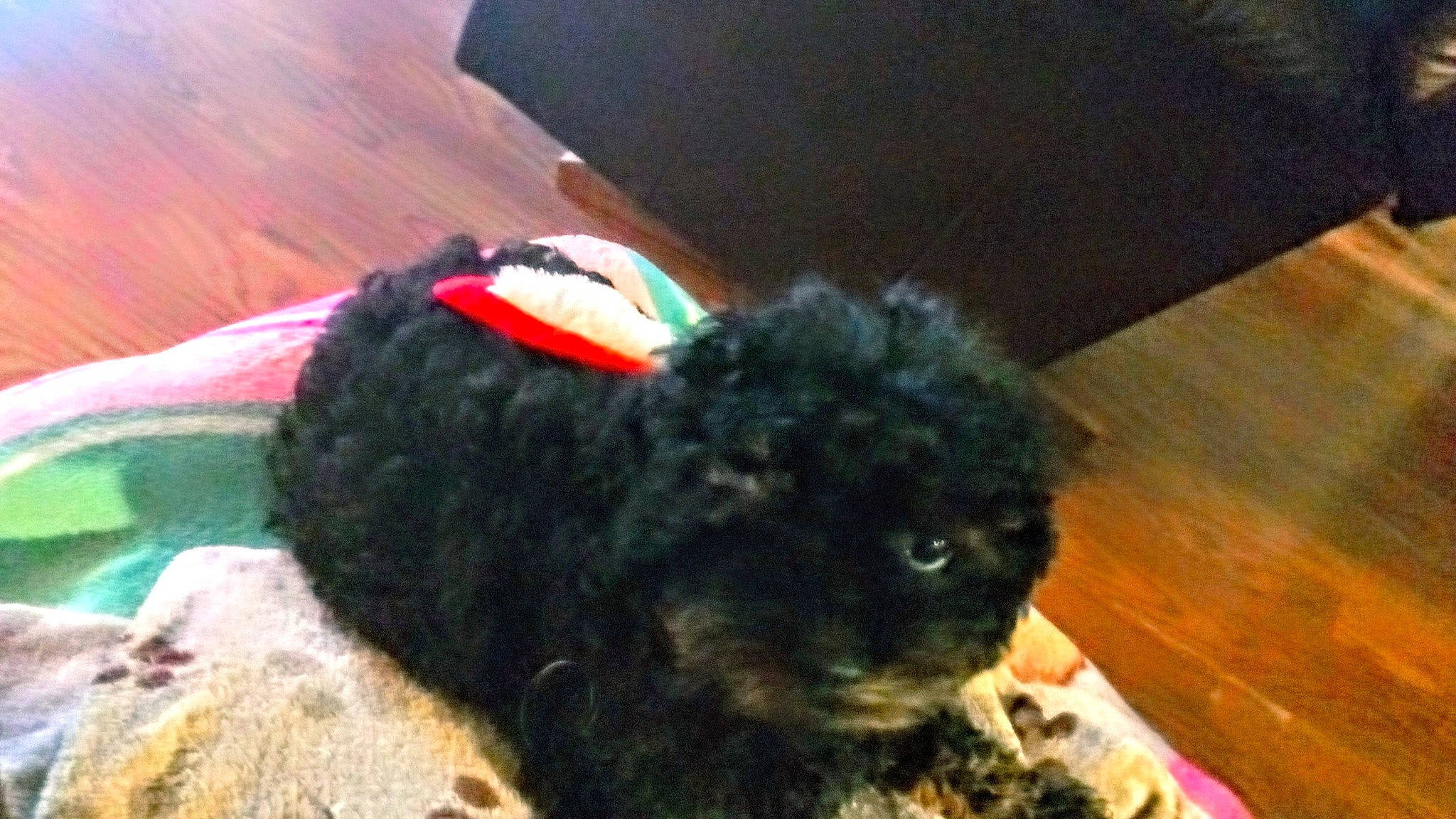 Barkley is registered to the contest to win money with this photo: canidae, comfort, companion_dog, dog_breed, felidae, fur, hardwood, mammal, natural_material, small_to_medium_sized_cats, tail, terrestrial_animal, toy, wood, wood_stain, working_animal