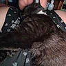 cat, black_cat, sleeping, lap, person, floral_pattern, fabric, fur, indoor, cozy, pet, animal, resting, close_up, comfort, relaxation, human, legs, soft_light, casual