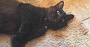Raven joined the competition — help win amazing prizes! animal, black_cat, cat, closeup, collar, cozy, curious, domestic_cat, feline, floor, indoor, lying_down, mammal, name_text, pet, relaxed, rug, soft_lighting, texture, yellow_eyes