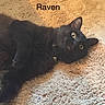 Raven joined the competition — help win amazing prizes! cat, black_cat, pet, indoor, floor, rug, texture, feline, animal, collar, yellow_eyes, relaxed, lying_down, curious, closeup, domestic_cat, mammal, soft_lighting, cozy, name_text