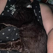 Raven joined the competition — help win amazing prizes! arm, background_objects, black_cat, bottle, cat, close_up, collar, comfort, domestic_animal, floral_pattern, furry, human_hand, indoor, person, pet, relaxation, resting, shirt, skin, sleeping_cat