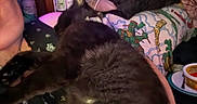 Raven is registered to the contest to win money with this photo: cat, person, indoor, blanket, stuffed_animal, hand, furniture, shelf, bottle, pillow, clothing, animal, bed, plush, comfort, relaxation, black_cat, home, soft, casual