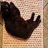 Raven joined the competition — help win amazing prizes! cat, black_cat, pet, animal, feline, indoor, mat, pink_mat, floor, tile_floor, curious, lying_down, yellow_eyes, fur, whiskers, domestic, cozy, texture, resting, looking