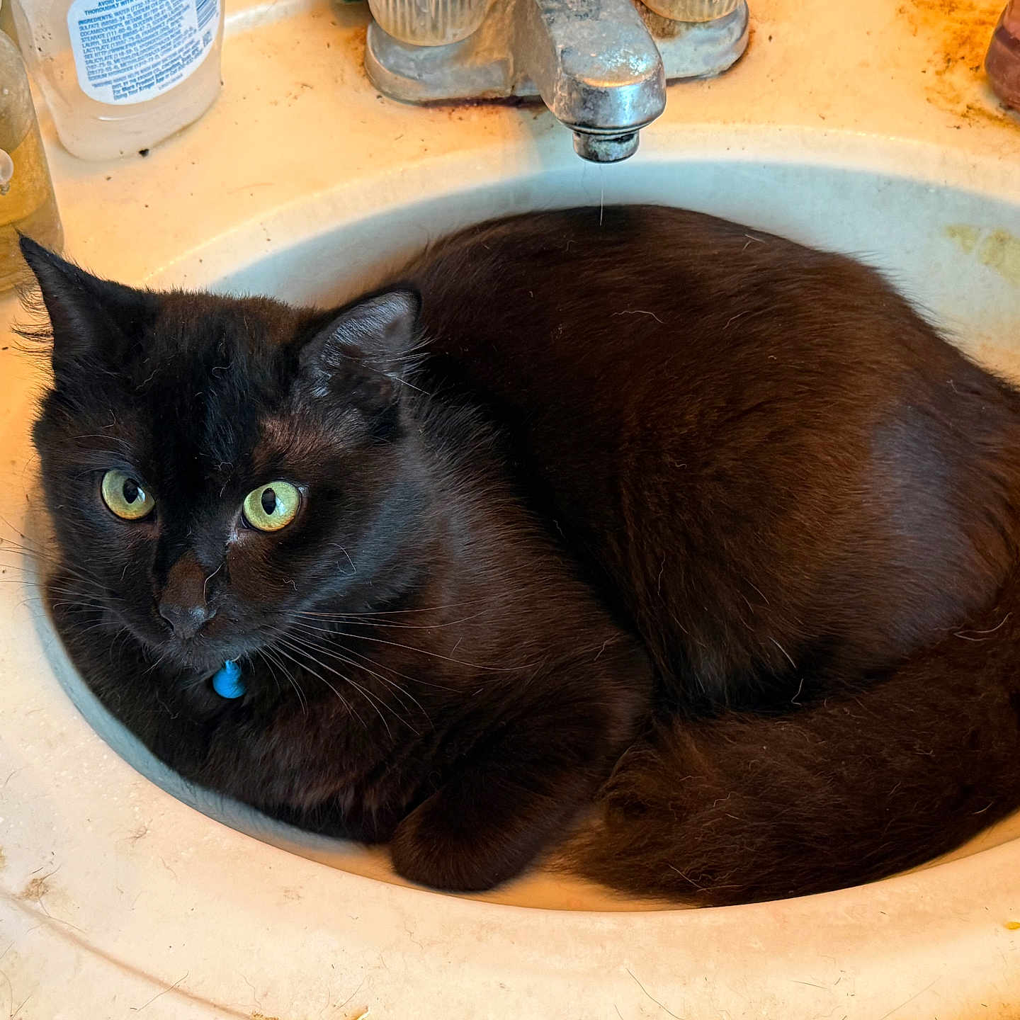 Raven joined the competition — help win amazing prizes! cat, black_cat, sink, bathroom, faucet, bottle, green_eyes, pet, domestic_animal, curled_up, indoor, fur, whiskers, collar, drip, household, relaxed, closeup, animal, resting