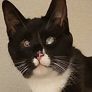 Puppy joined the competition — help win amazing prizes! animal, black_and_white, cat, close_up, curious, cute, domestic_animal, ears, eyes, face, feline, fur, indoor, looking, mammal, nose, pet, portrait, tuxedo_cat, whiskers