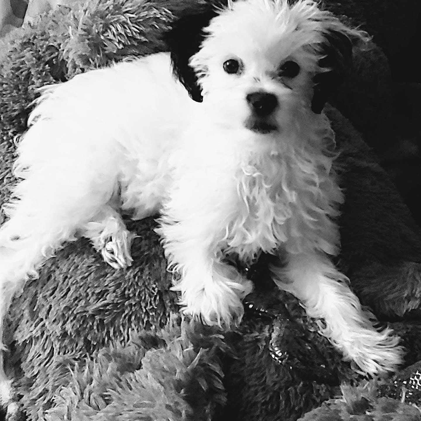 Pebbles