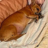 Pebbles is registered to the contest to win money with this photo: dog, brown_dog, sleeping, bed, pillow, blanket, cozy, pet, resting, fur, indoors, cute, animal, canine, relaxing, small_dog, comfort, nap, domestic_animal, lying_down