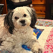 Pebbles joined the competition — help win amazing prizes! dog, pet, curly_fur, black_ears, quilt, blanket, indoor, wooden_furniture, cozy, relaxed, cute, animal, companion, lying_down, bedroom, colorful, curious, fluffy, domestic, portrait