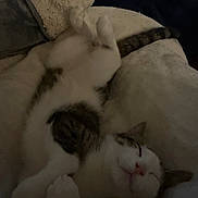 Doorknob joined the competition — help win amazing prizes! cat, sleeping, cozy, blanket, fur, pet, relaxed, indoor, cute, animal, whiskers, tail, resting, soft, comfortable, feline, paws, domestic, calm, peaceful
