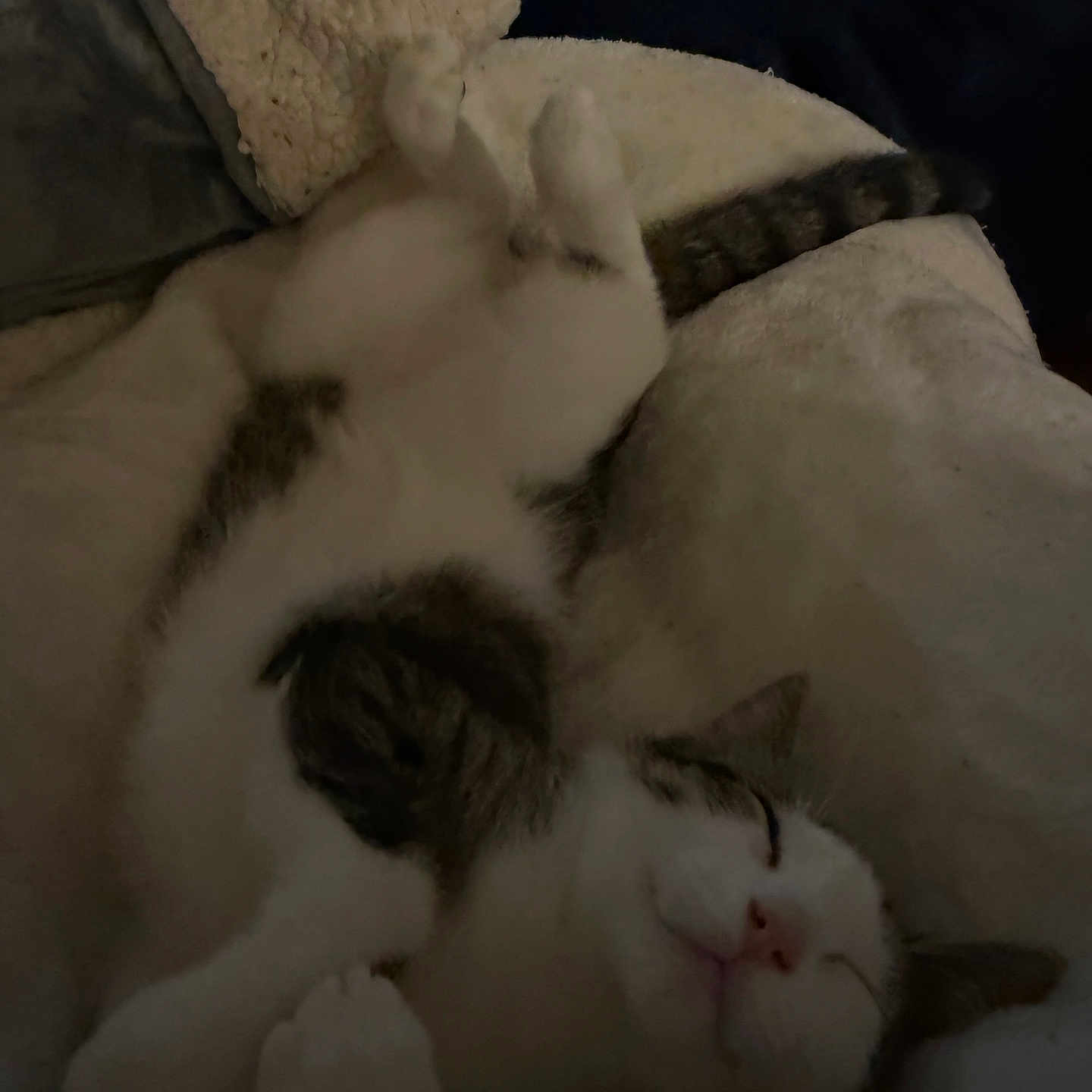 Doorknob joined the competition — help win amazing prizes! animal, blanket, calm, cat, comfortable, cozy, cute, domestic, feline, fur, indoor, paws, peaceful, pet, relaxed, resting, sleeping, soft, tail, whiskers