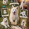 bed, collage, cute, dog, flowers, grass, happy, lake, nature, outdoor, paw_print, pet, playful, portrait, puppy, sleeping, smiling, sunset, white_dog, wooden_dock