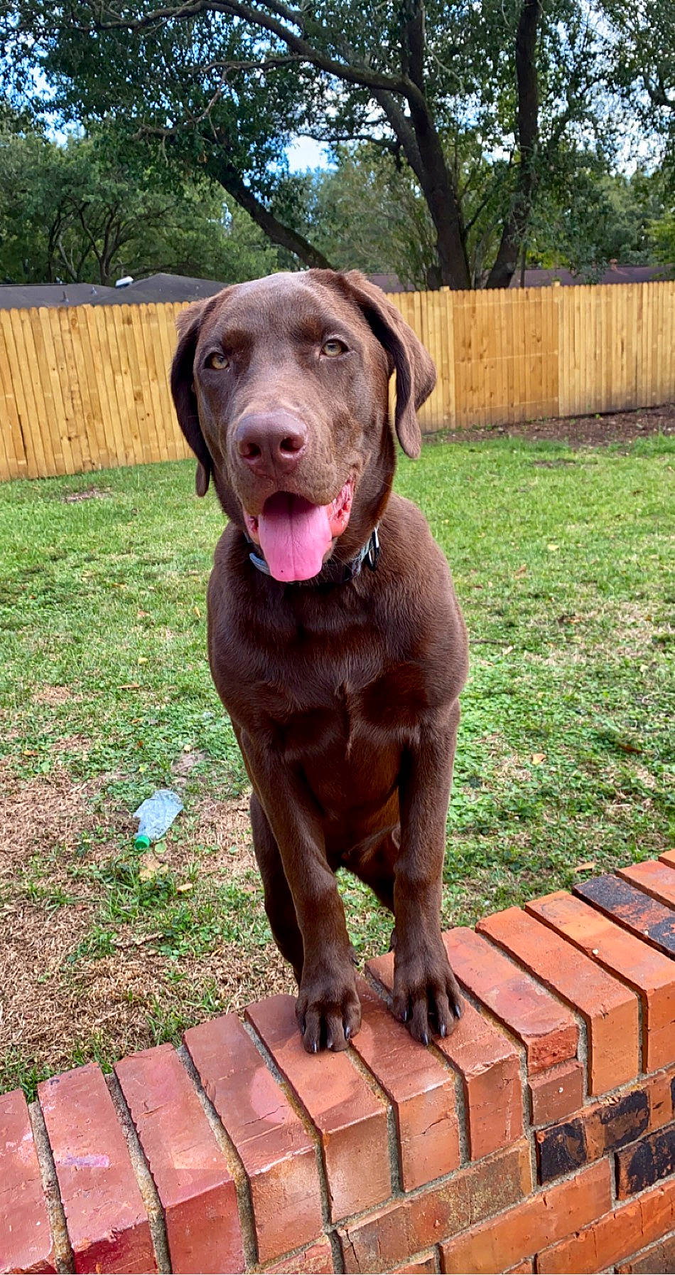 Ellie joined the competition — help win amazing prizes! beagador, borador, canidae, carnivore, chesapeake_bay_retriever, dog, dog_breed, fawn, hunting_dog, labrador_retriever, liver, mammal, pointing_breed, retriever, snout, sporting_group, vertebrate, weimaraner