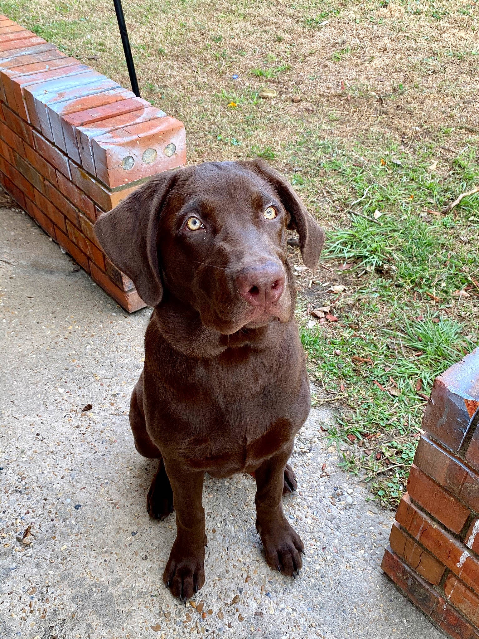 Ellie joined the competition — help win amazing prizes! canidae, carnivore, chesapeake_bay_retriever, dog, dog_breed, fawn, gun_dog, hunting_dog, labrador_retriever, liver, mammal, pointer, pointing_breed, retriever, snout, sporting_group, vertebrate, weimaraner