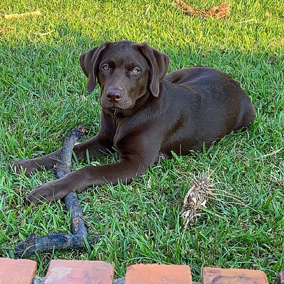 Ellie joined the competition — help win amazing prizes! beagador, canidae, carnivore, companion_dog, dog, dog_breed, fawn, german_shorthaired_pointer, grass, gun_dog, hunting_dog, labrador_retriever, liver, mammal, pointer, pointing_breed, retriever, sporting_group, vertebrate, weimaraner