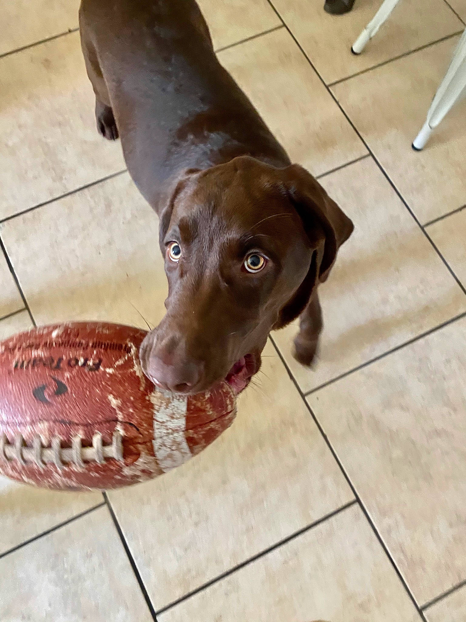 Ellie is registered to the contest to win money with this photo: braque_francais, canidae, carnivore, dog, dog_breed, fawn, floor, flooring, german_shorthaired_pointer, hunting_dog, labrador_retriever, liver, pointer, pointing_breed, snout, sporting_group, tile, weimaraner