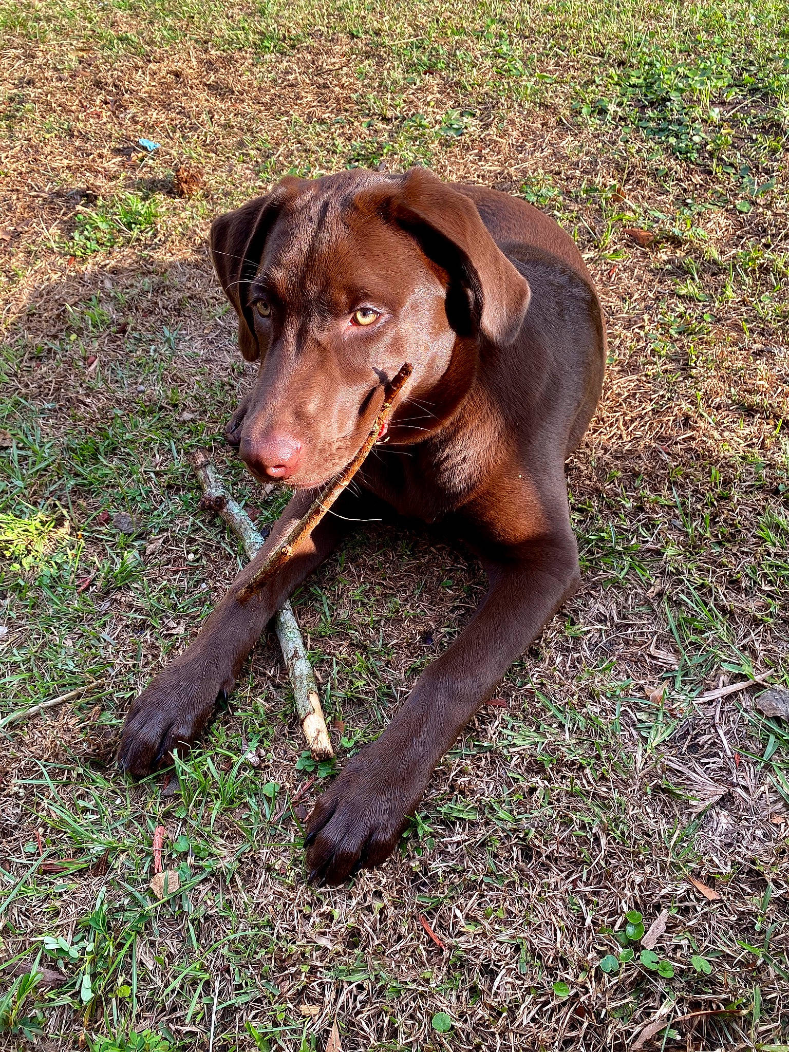 Ellie joined the competition — help win amazing prizes! canidae, carnivore, dog, dog_breed, german_shorthaired_pointer, grass, hunting_dog, labrador_retriever, liver, mammal, pointing_breed, retriever, sporting_group, vertebrate, vizsla