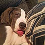 puppy, dog, sleeping, tongue_out, couch, pillow, cozy, nap, indoor, close_up, cute, pet, resting, animal, domestic_animal, fur, brown_and_white, relaxed, snout, ear