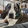 dog, bed, collar, indoor, pillow, blanket, resting, large_dog, brown_and_white, close_up, pet, animal, sofa, relaxed, furniture, wall_art, domestic, cute, companion, canine