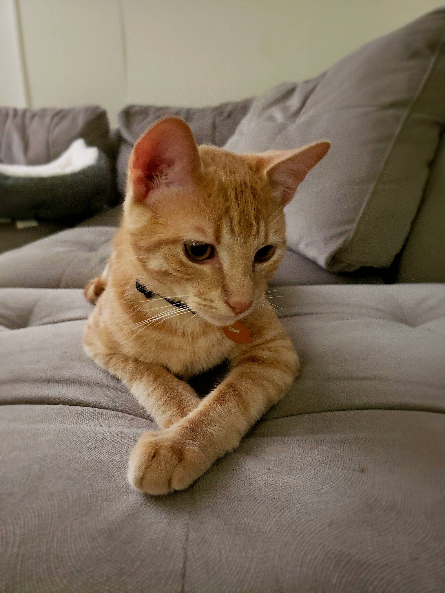 Champion is registered to the contest to win money with this photo: aegean_cat, arabian_mau, asian, australian_mist, carnivore, cat, domestic_short_haired_cat, ear, european_shorthair, fawn, felidae, fur, german_rex, kitten, mammal, paw, small_to_medium_sized_cats, snout, tabby_cat, whiskers