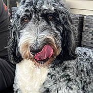 Cece joined the competition — help win amazing prizes! animal, black_and_white, chair, close_up, companion, curly_fur, cute, dog, domestic_animal, expression, fur, furniture, happy, nose, outdoor, pet, playful, portrait, sitting, tongue_out