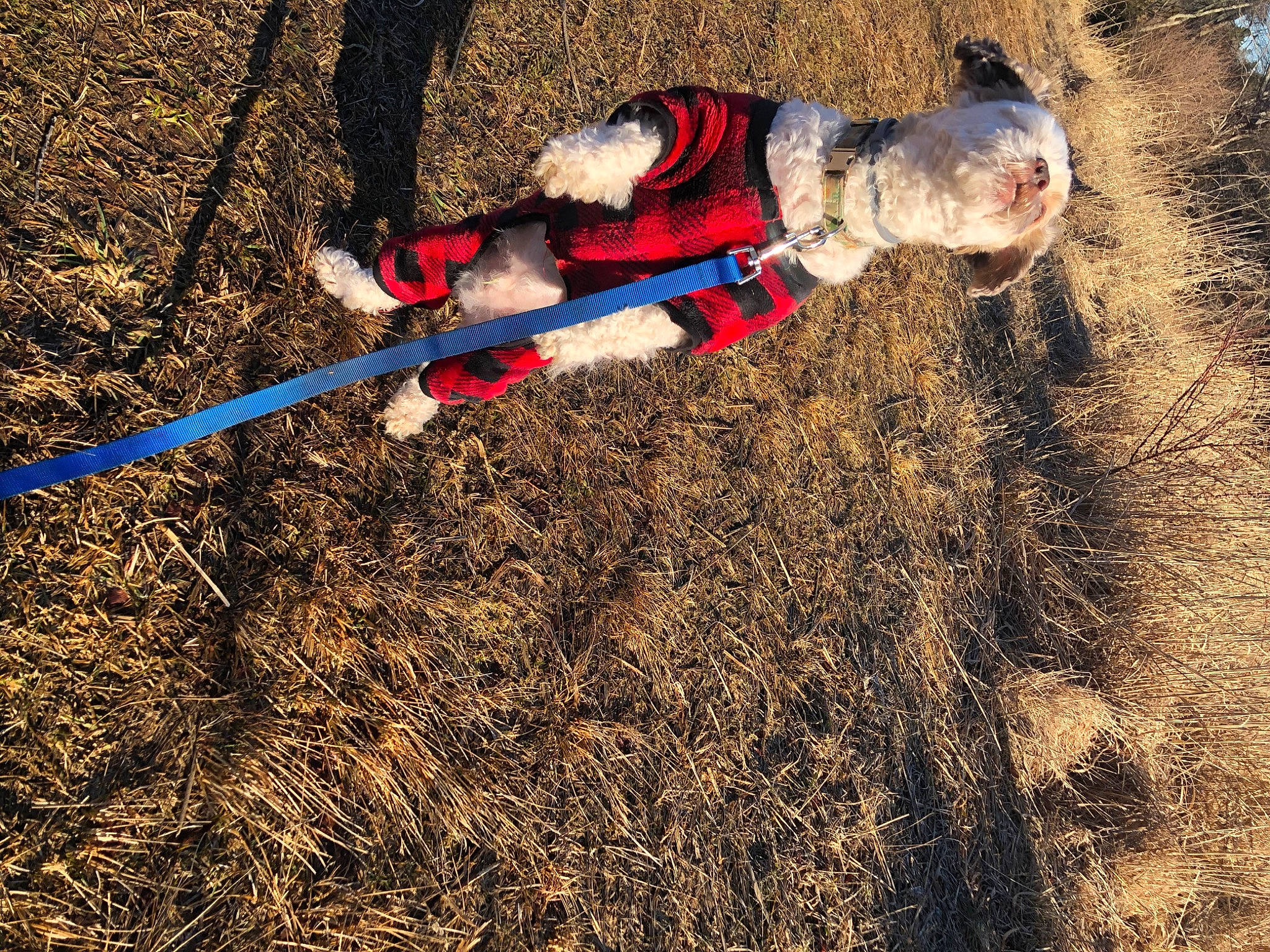 Harry joined the competition — help win amazing prizes! adventure, electric_blue, extreme_sport, fun, grass, grassland, hay, landscape, people_in_nature, plant, recreation, shadow, shrub, slope, soil, straw, trail, tree