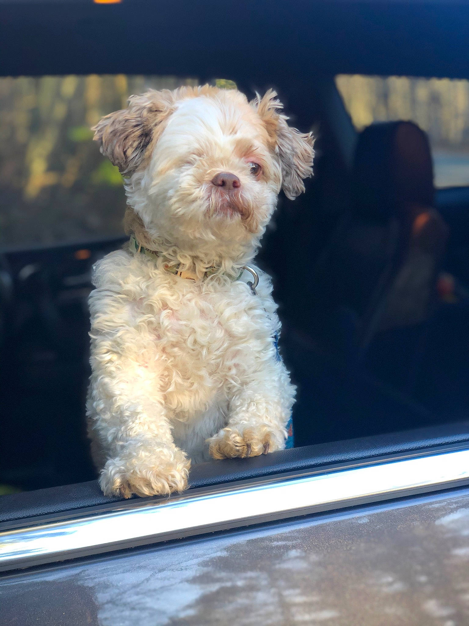 Harry joined the competition — help win amazing prizes! automotive_window_part, canidae, carnivore, companion_dog, dog, dog_breed, fur, labradoodle, rectangle, sky, small_terrier, sporting_group, terrier, toy_dog, vehicle_door, water_dog, window, windscreen_wiper, windshield, working_terrier