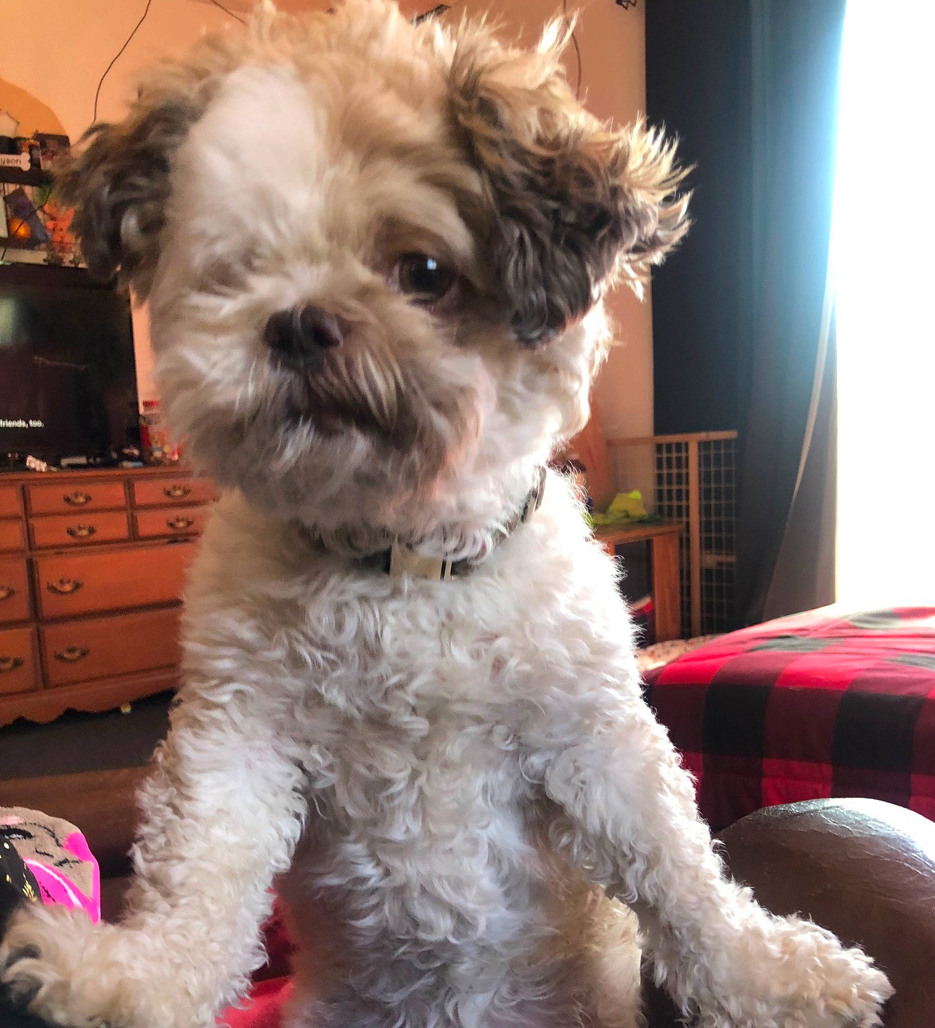 Harry is registered to the contest to win money with this photo: canidae, carnivore, companion_dog, dog, dog_breed, dog_collar, event, fawn, fur, maltepoo, puppy_love, shih_poo, small_terrier, snout, sporting_group, terrestrial_animal, terrier, toy_dog, working_animal, yorkipoo