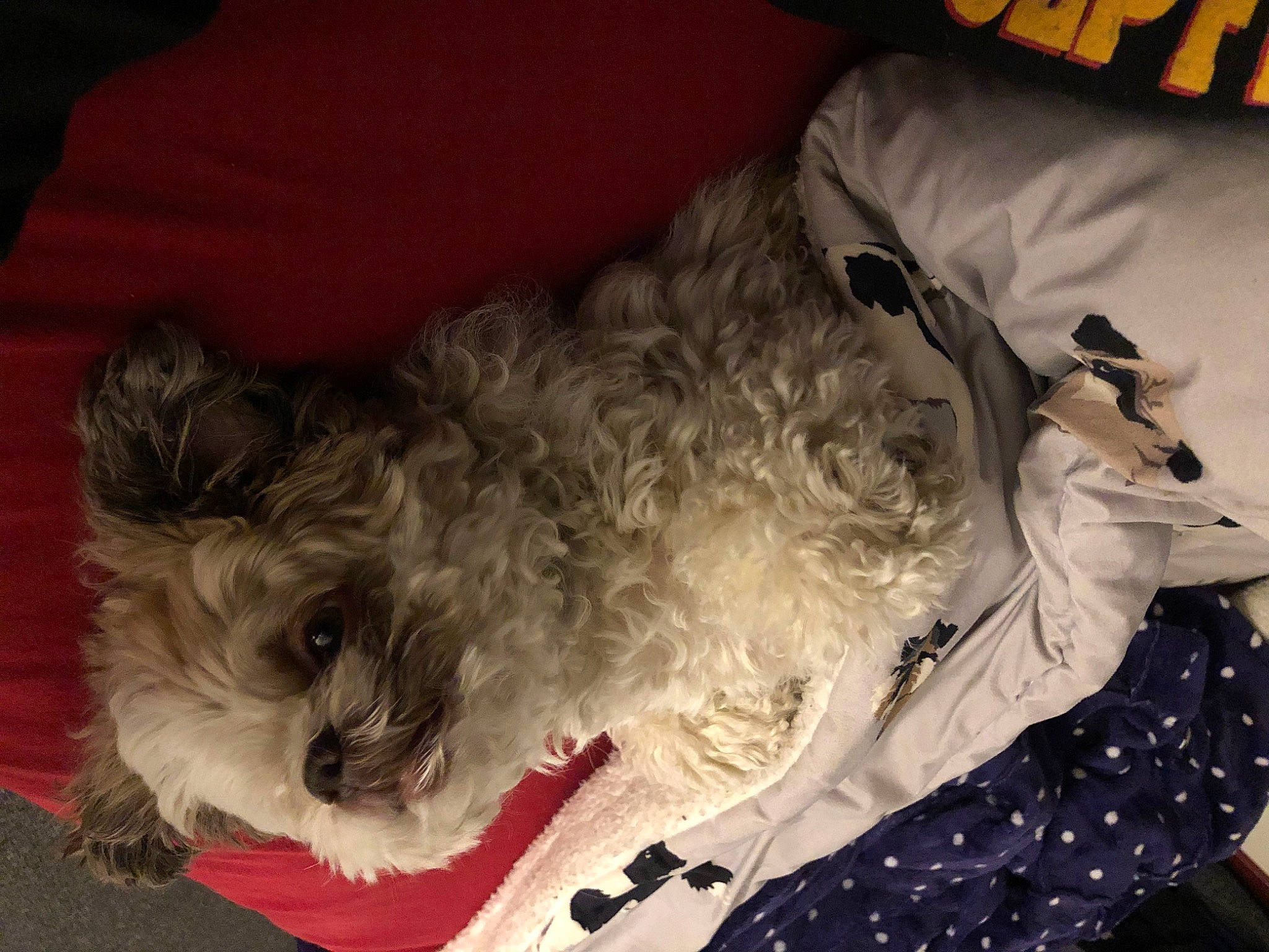 Harry is registered to the contest to win money with this photo: canidae, carnivore, comfort, companion_dog, couch, dog, dog_breed, dog_supply, fur, labradoodle, schnauzer, small_terrier, snout, spaniel, sporting_group, terrier, toy_dog, water_dog, working_animal, yorkipoo