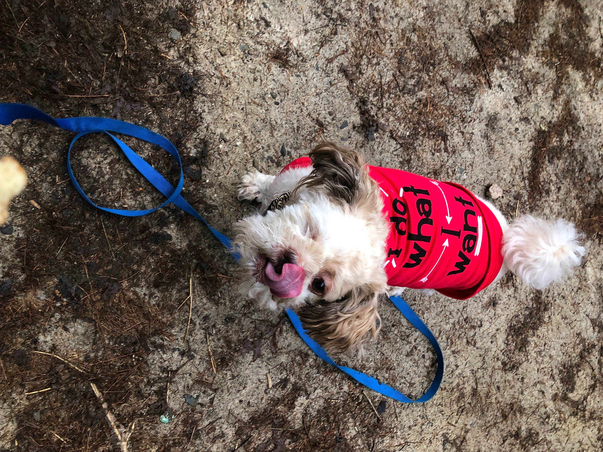 Harry joined the competition — help win amazing prizes! carnivore, collar, companion_dog, dog, dog_breed, dog_clothes, dog_collar, dog_supply, dog_walking, electric_blue, fashion_accessory, fawn, fur, leash, pet_supply, recreation, snout, soil, tail, terrier