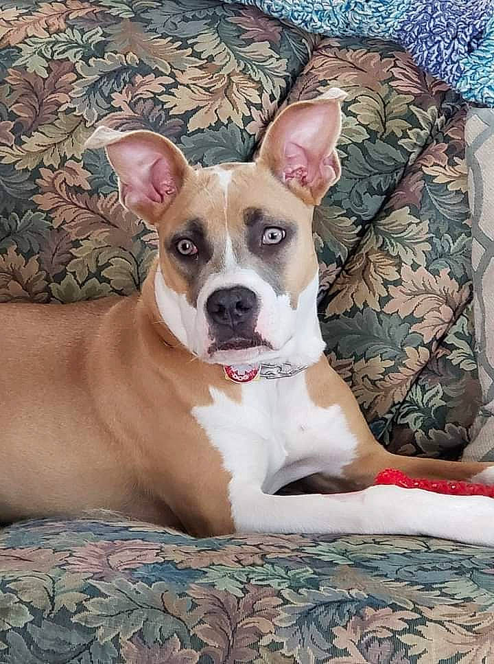 Hope joined the competition — help win amazing prizes! ancient_dog_breeds, canidae, carnivore, collar, comfort, companion_dog, dog, dog_breed, dog_collar, fawn, linens, non_sporting_group, paw, snout, sporting_group, terrestrial_animal, terrier, toy_dog, whiskers, working_animal